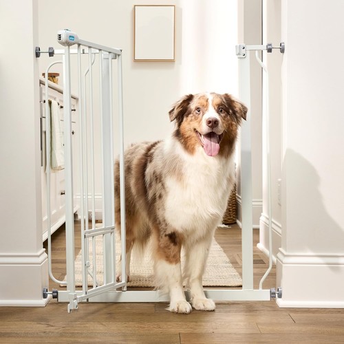 Carlson extra tall walk - 36",